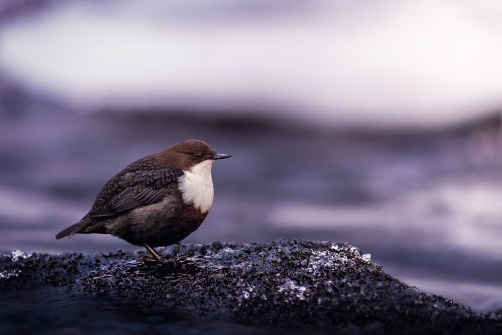Peaceful River Dipper by Magnus Renmyr — canvas wall art