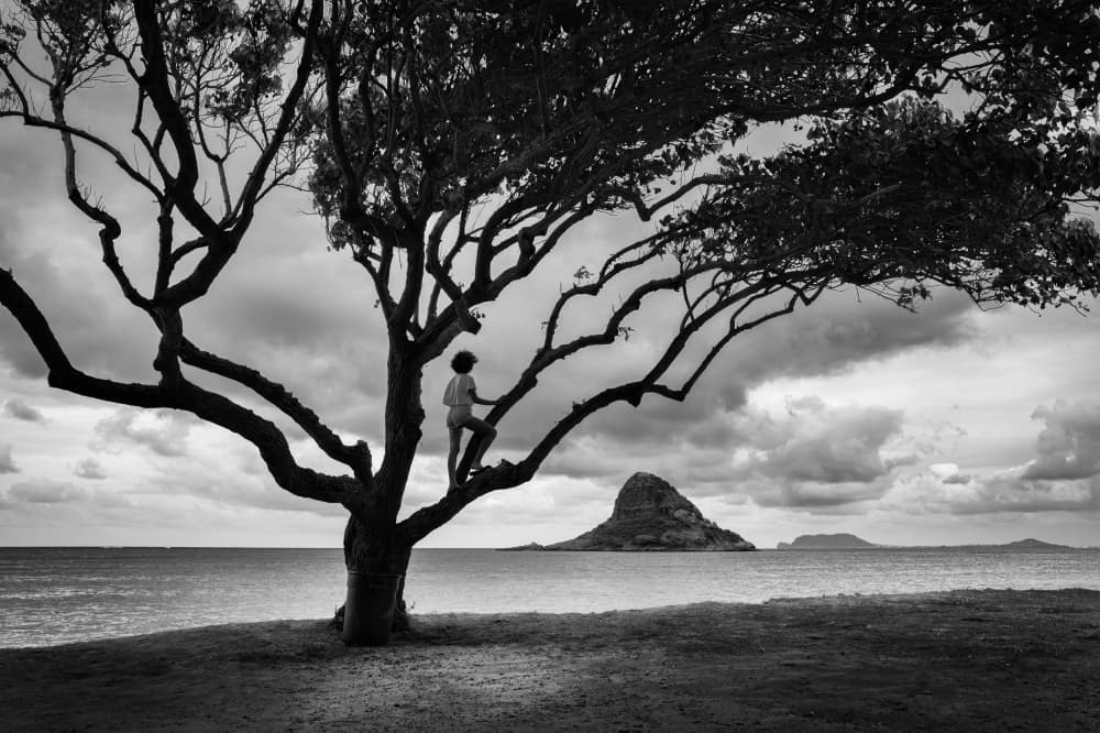 Child Climbing Island Tree by Michel Groleau — canvas wall art