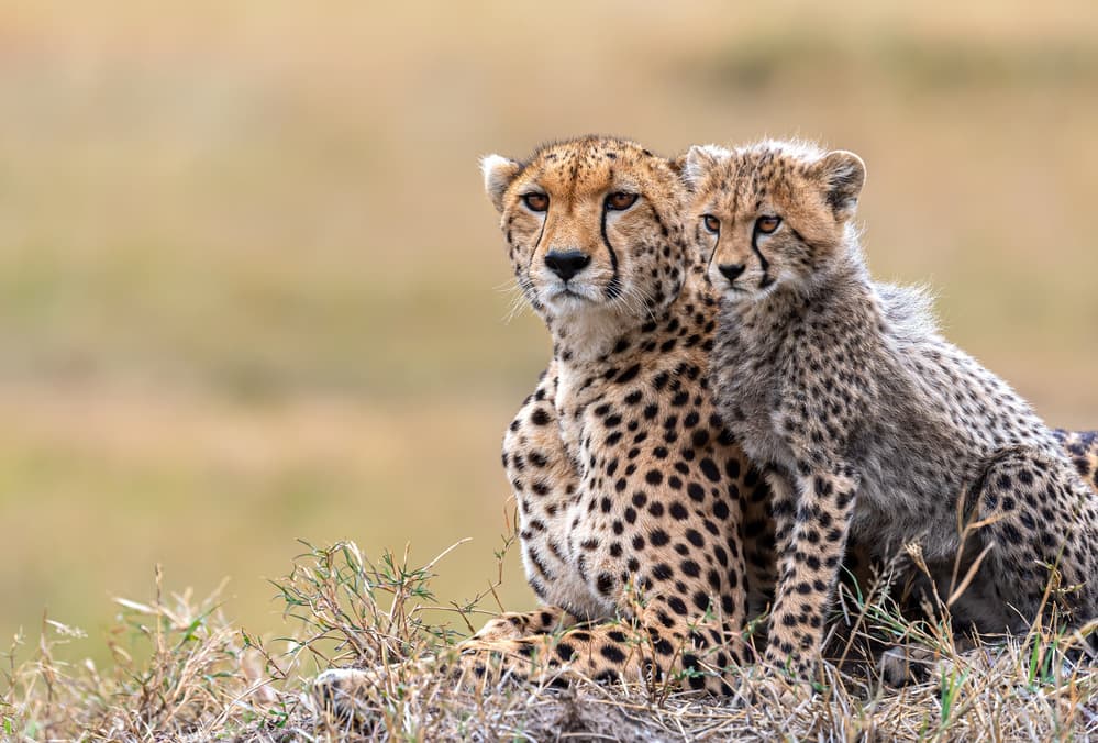 Cheetah Mother and Cub by Jie Fischer — canvas wall art