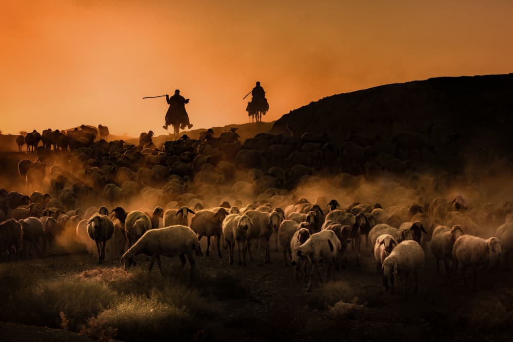 Dusty Sunset Sheep Drive by Ali Can — canvas wall art