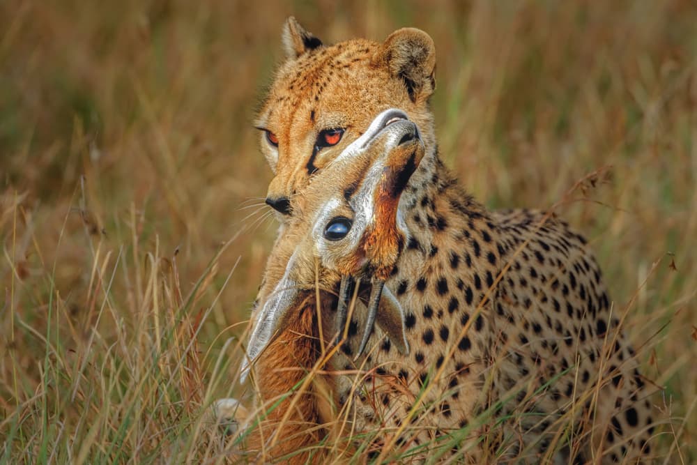 Cheetah with Prey by Jeffrey C. Sink — canvas wall art