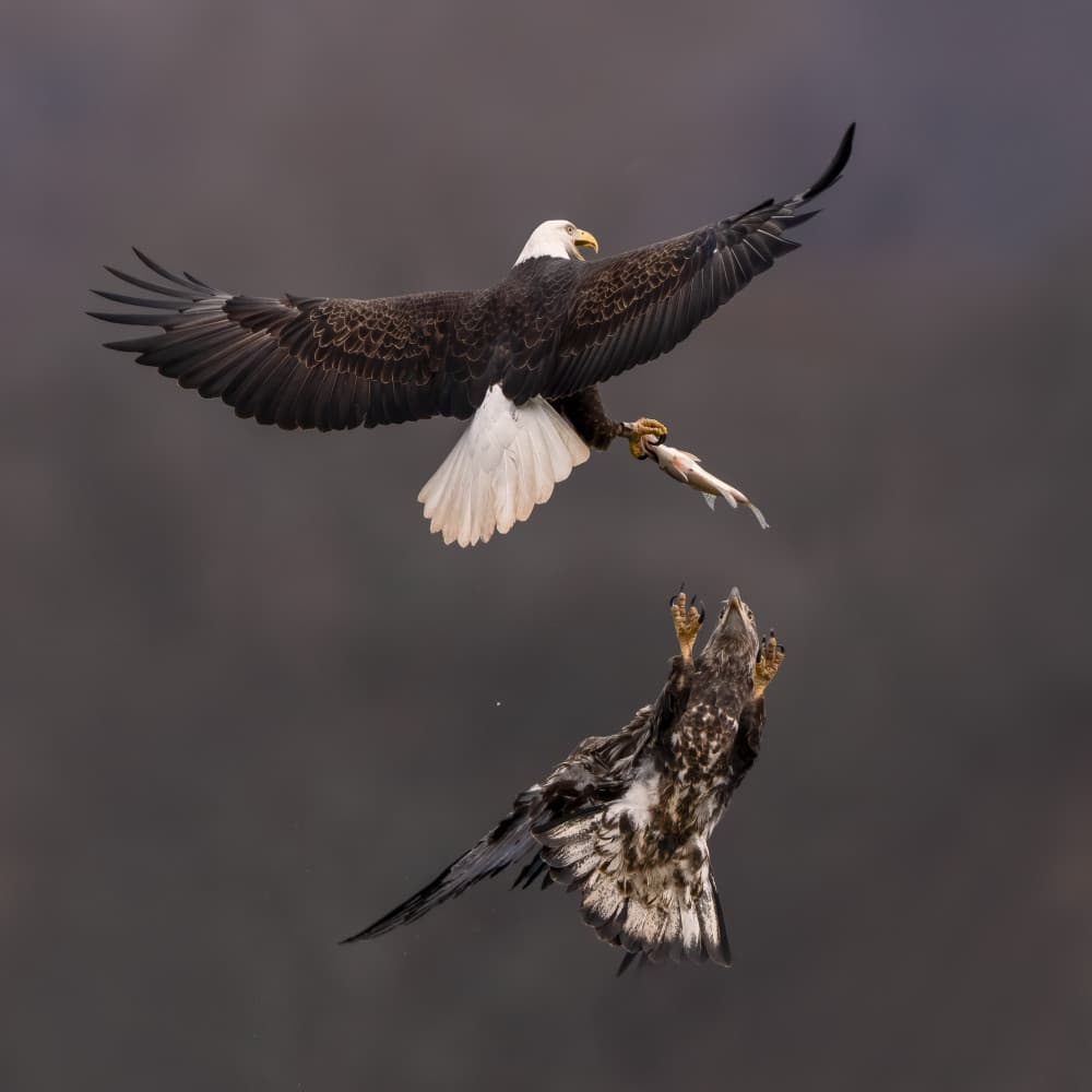 Eagles Mid-Air Fish Battle by John Fan — canvas wall art