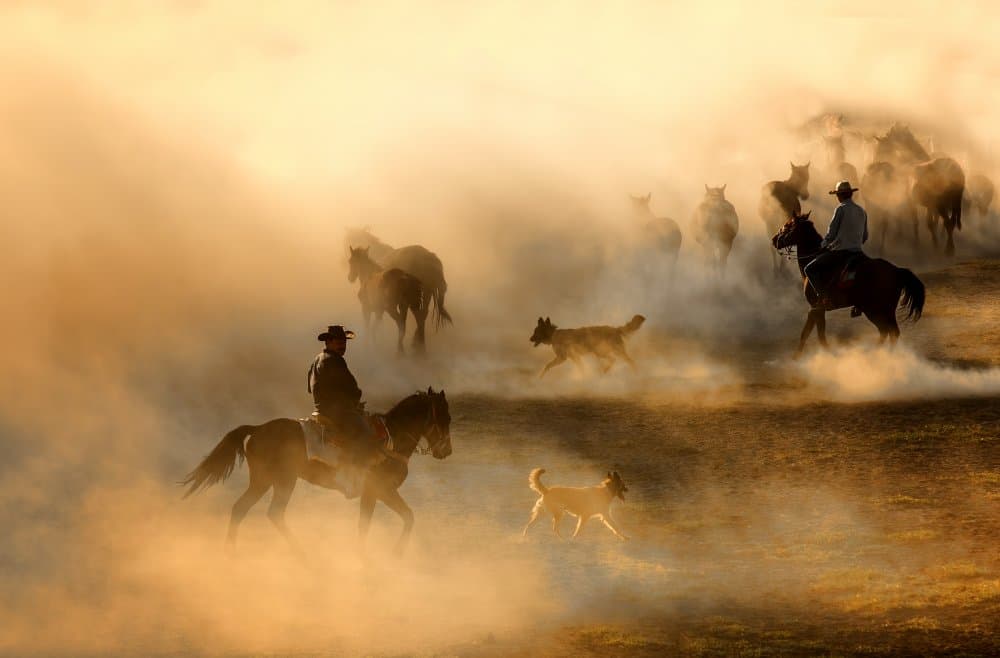 Dusty Western Horse Drive by durmusceylan — canvas wall art