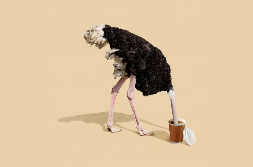 Ostrich Coffee Break by Artem Pozdniakov — canvas wall art