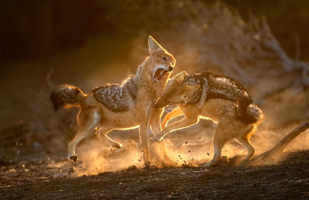 Golden Jackal Dust Up by Hung Tsui — canvas wall art