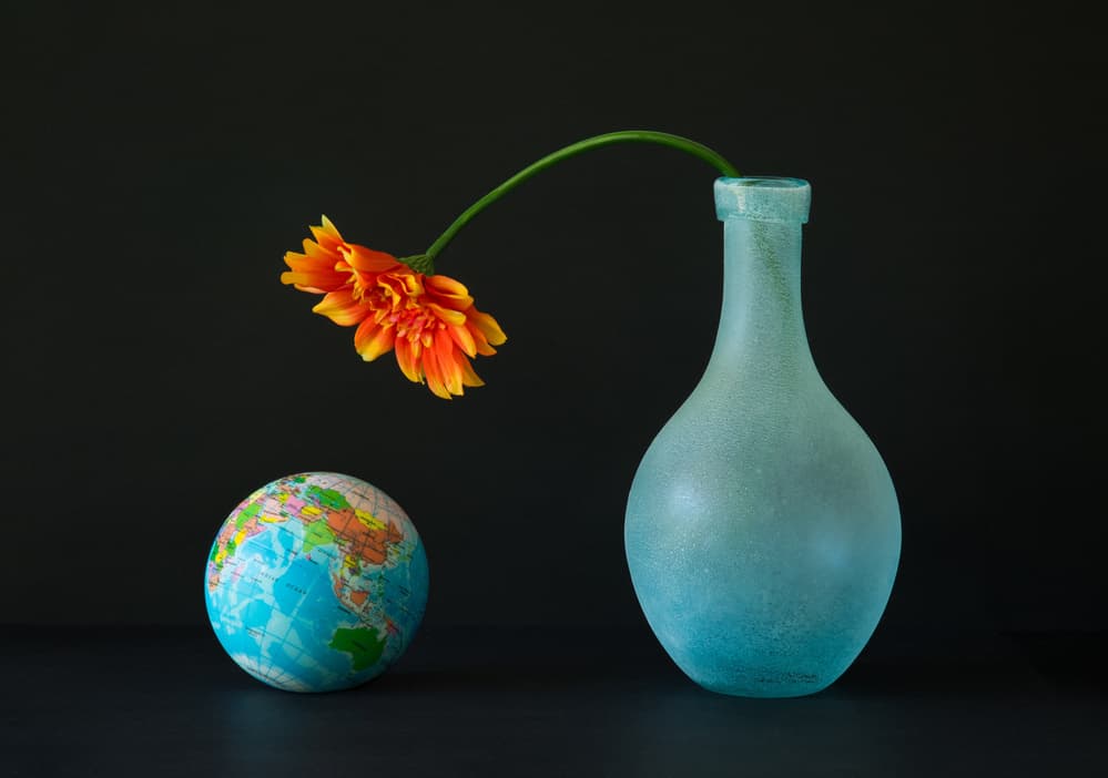Wilting Flower Globe by Jacqueline Hammer — canvas wall art