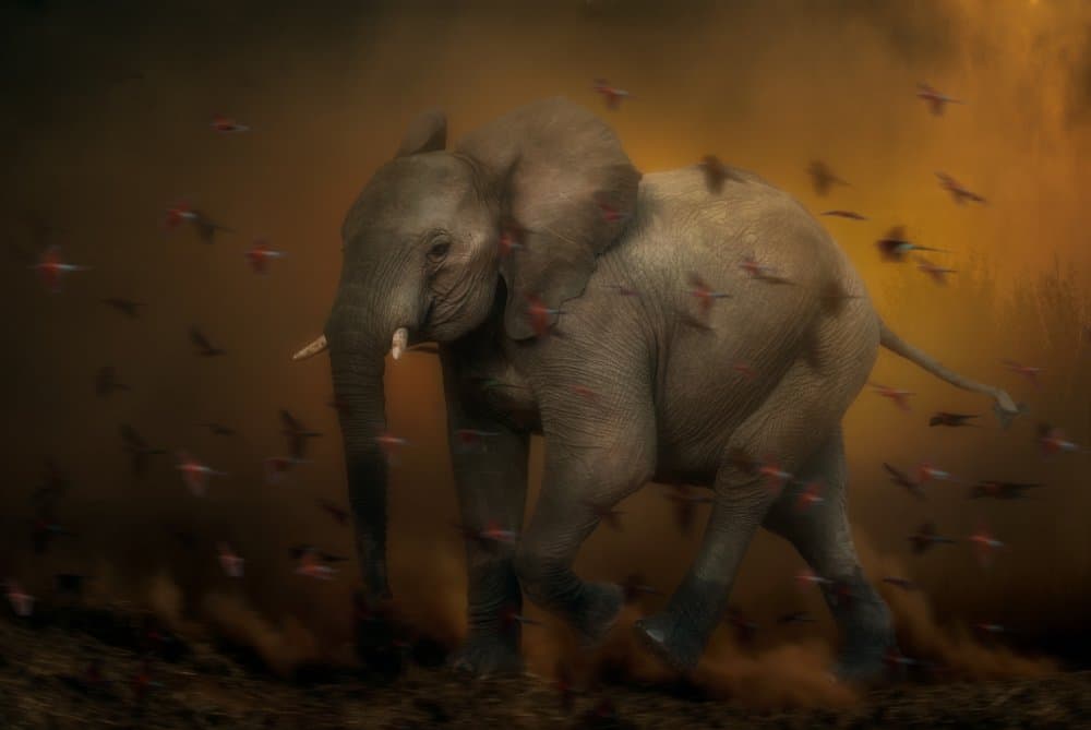 Wild Elephant Dust by Charlaine Gerber — canvas wall art