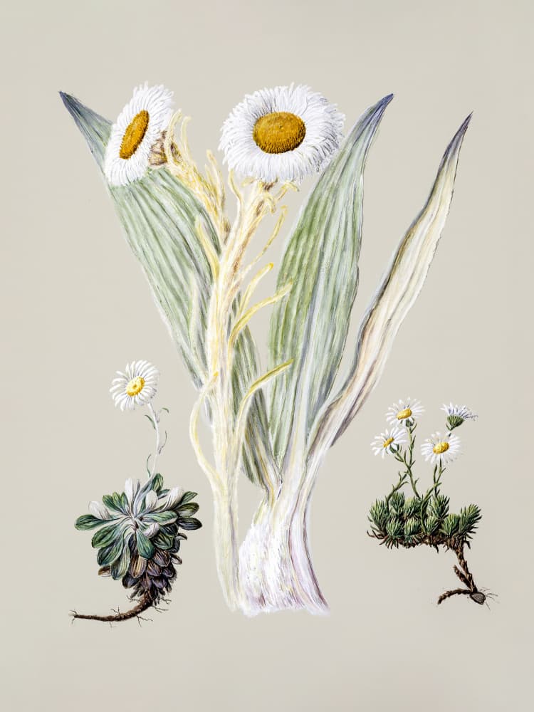 White Mountain Musk Drawn By Sarah Featon (1848–1927) by Sarah Featon — canvas wall art