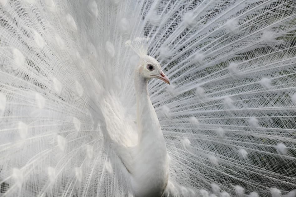 White Peacock Display