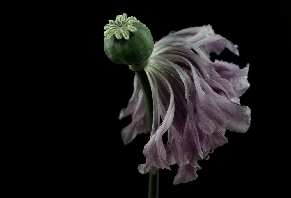 Delicate Purple Poppy by Lotte Grønkjær — canvas wall art