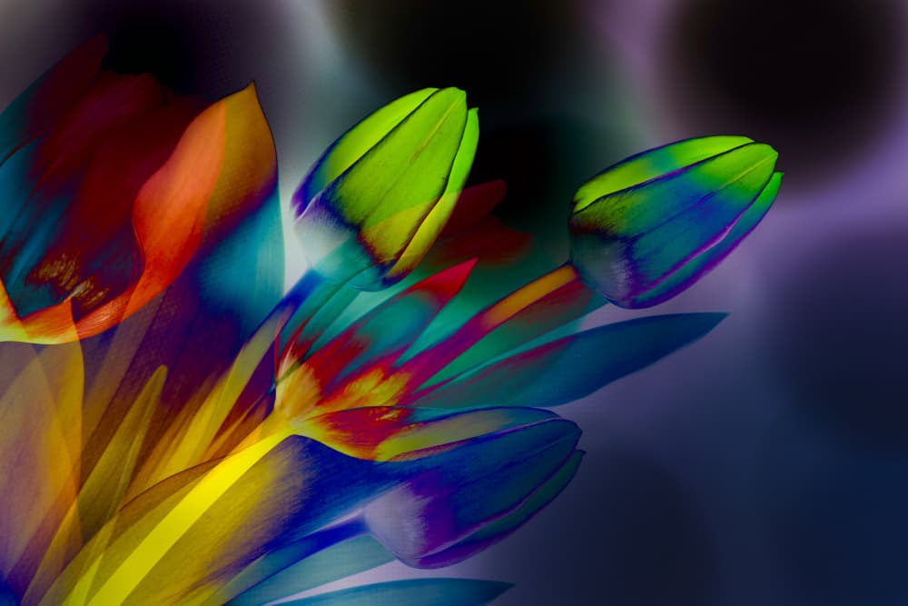 Vibrant Abstract Tulips by Greetje van Son — canvas wall art