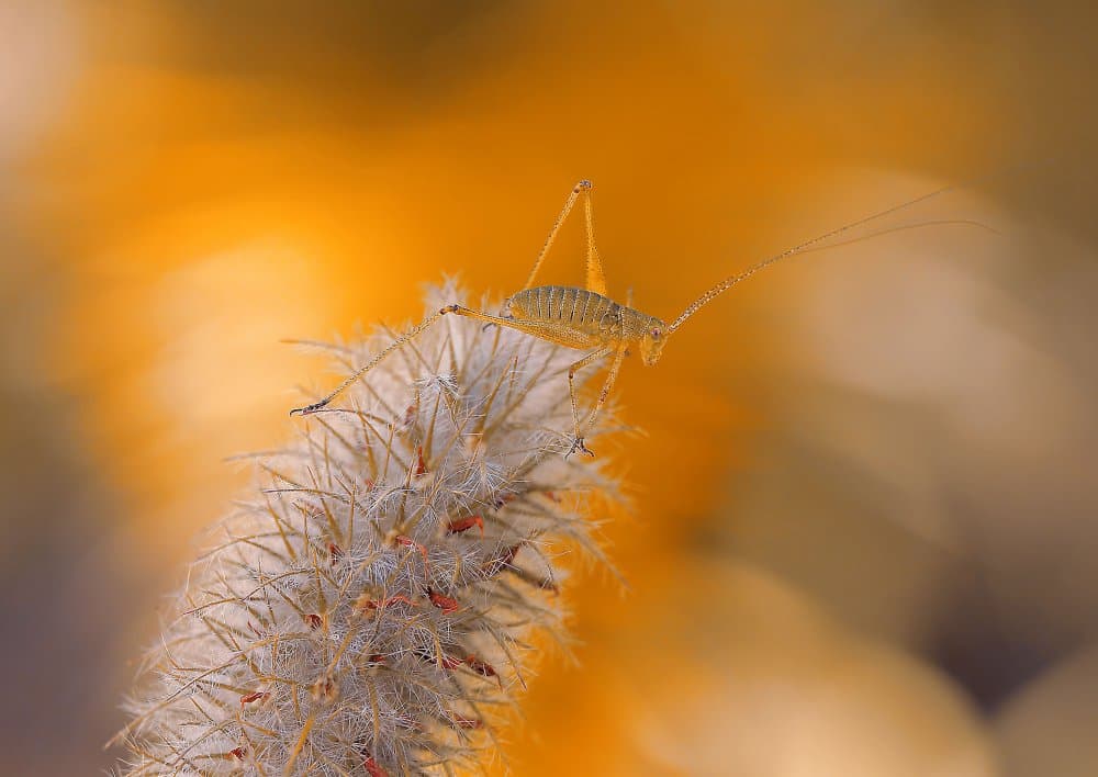 Delicate Insect Warm Glow by Thierry Dufour — canvas wall art
