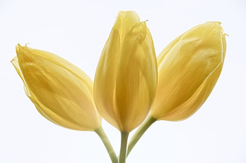 Delicate Yellow Tulips by Peter Davidson — canvas wall art