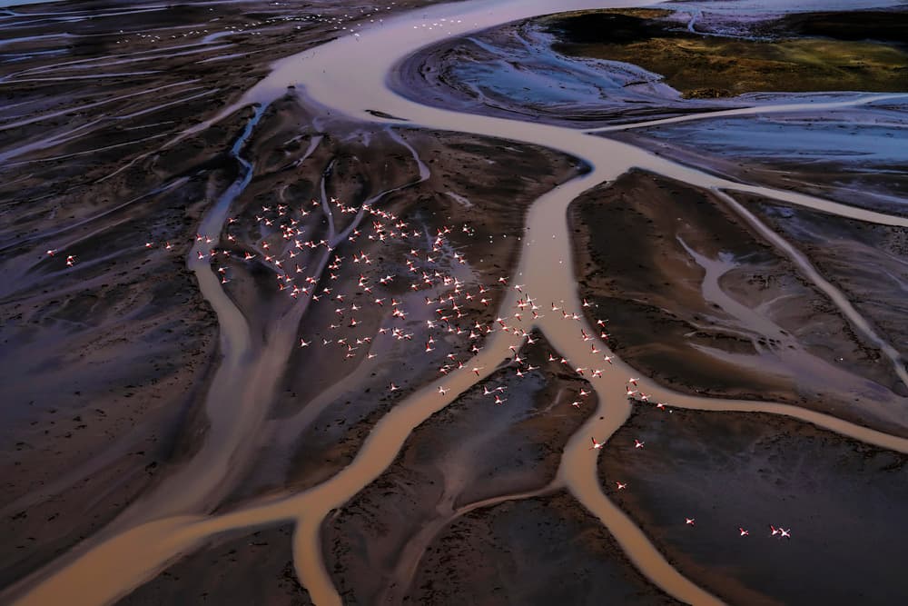 Flying Flamingos River Delta by Raymond Ren Rong Liu — canvas wall art