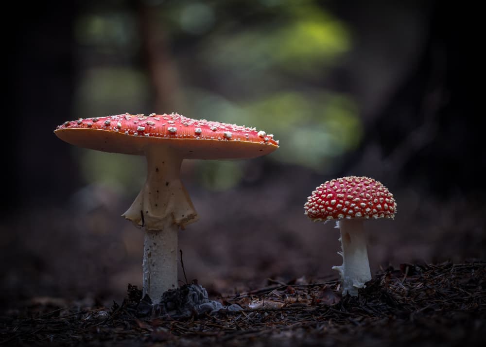 Red Spotted Mushrooms by Sergio Barboni — canvas wall art