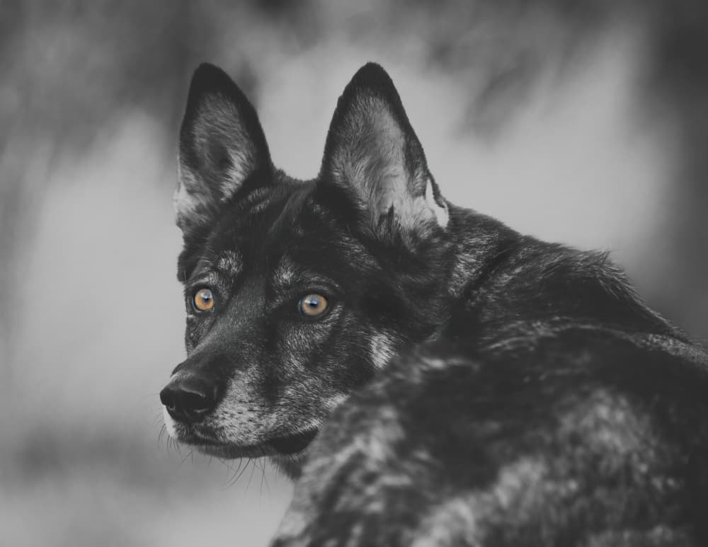 Amber Eyed Wolfdog by Alex Zhao — canvas wall art