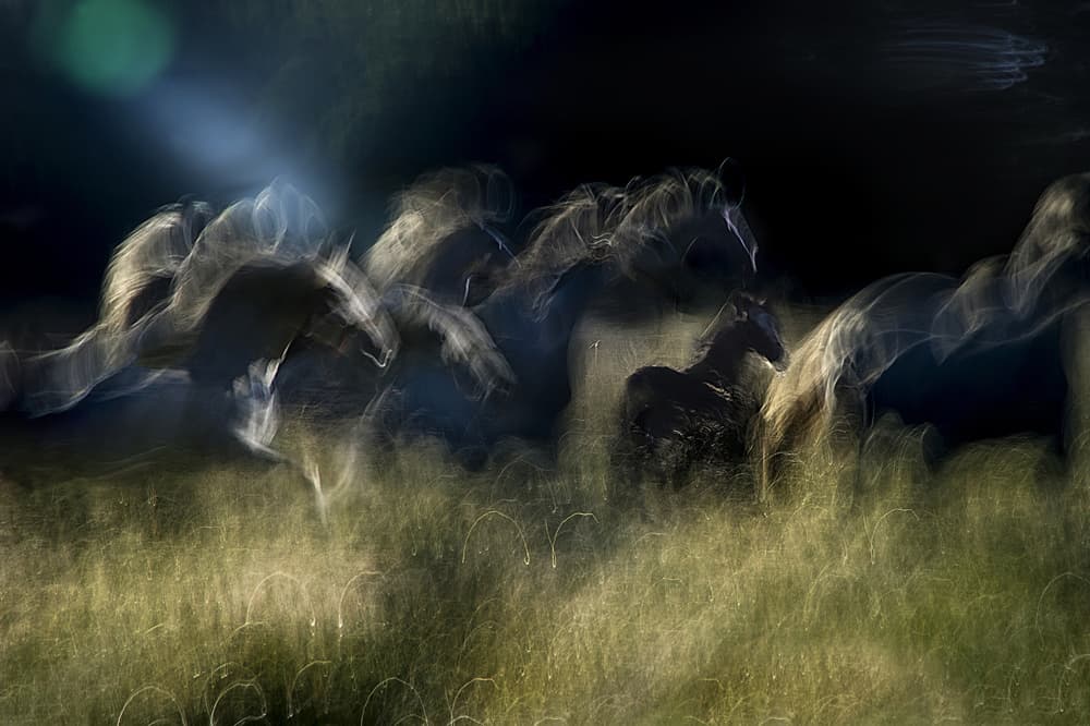 Wild Horses Running by Milan Malovrh — canvas wall art