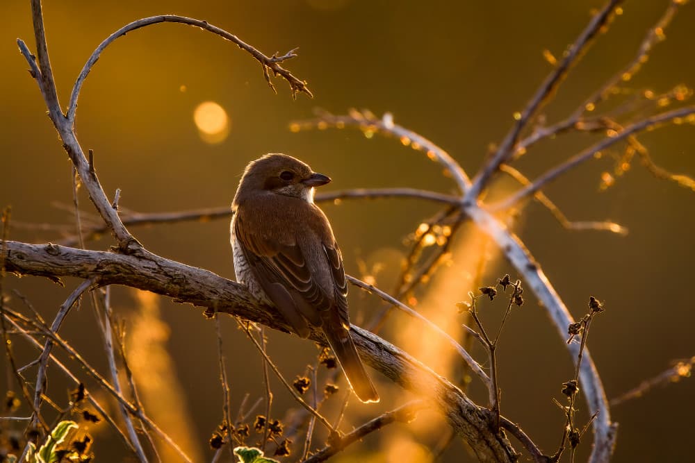 Bird in Golden Light by Damian Stopczynski — canvas wall art