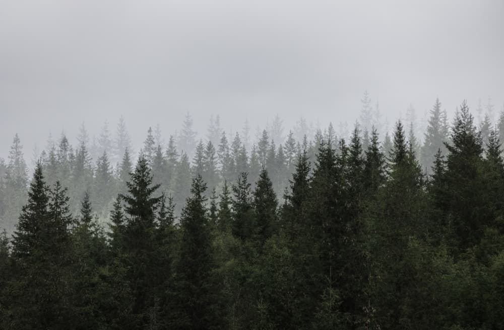 Mystical Forest Scene