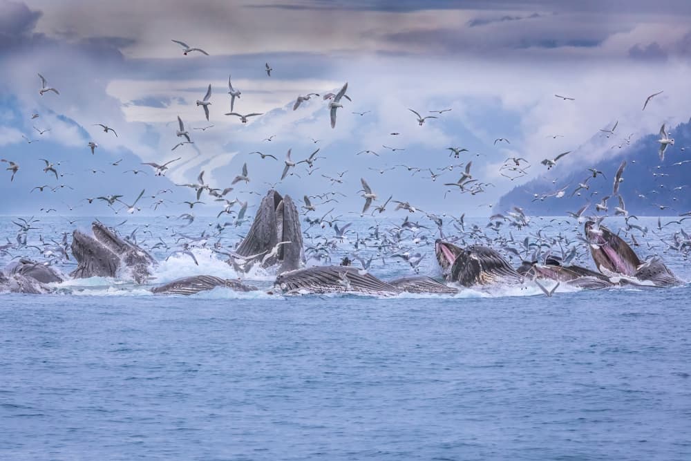 Humpback Feeding Frenzy by Mark Strom — canvas wall art