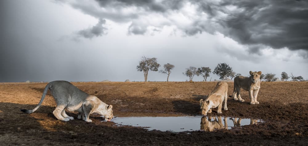 Three Lions Under Storm by Clint Ralph — canvas wall art