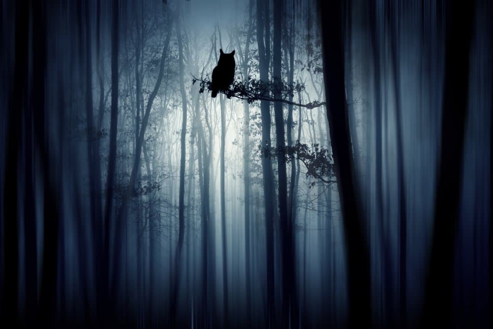 Mysterious Forest Owl by Eros Erika — canvas wall art