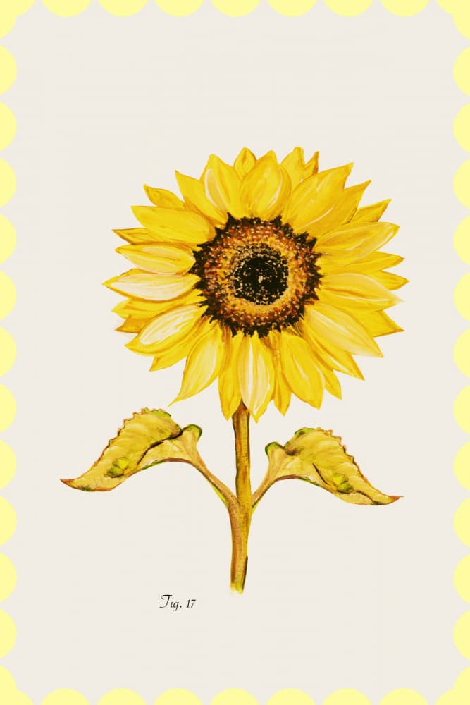 Golden Sunflower Bloom by cartissi — canvas wall art