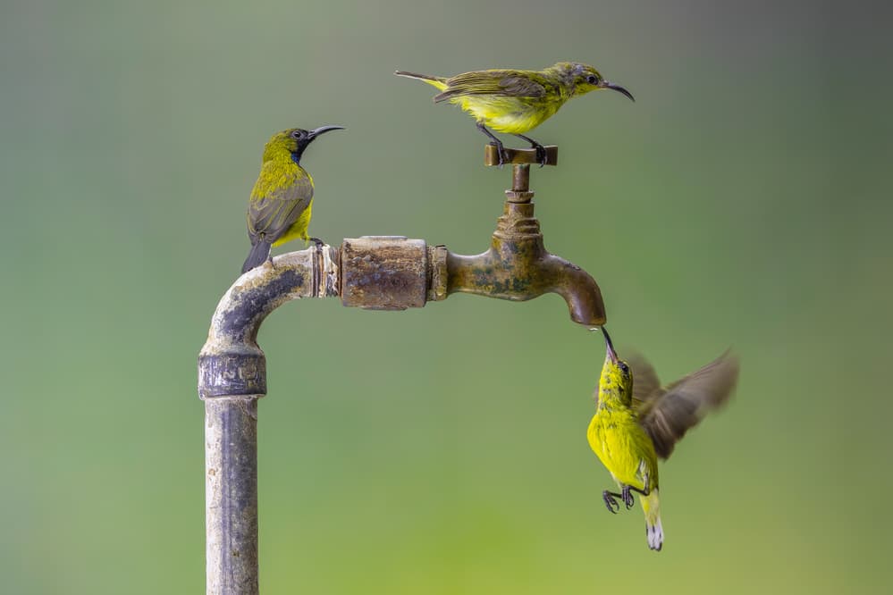 Thirsty Birds at Tap by Gunarto Song — canvas wall art