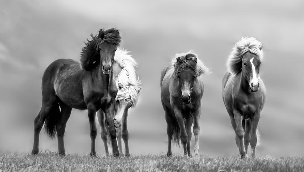 Wild Icelandic Horses by James Bian — canvas wall art