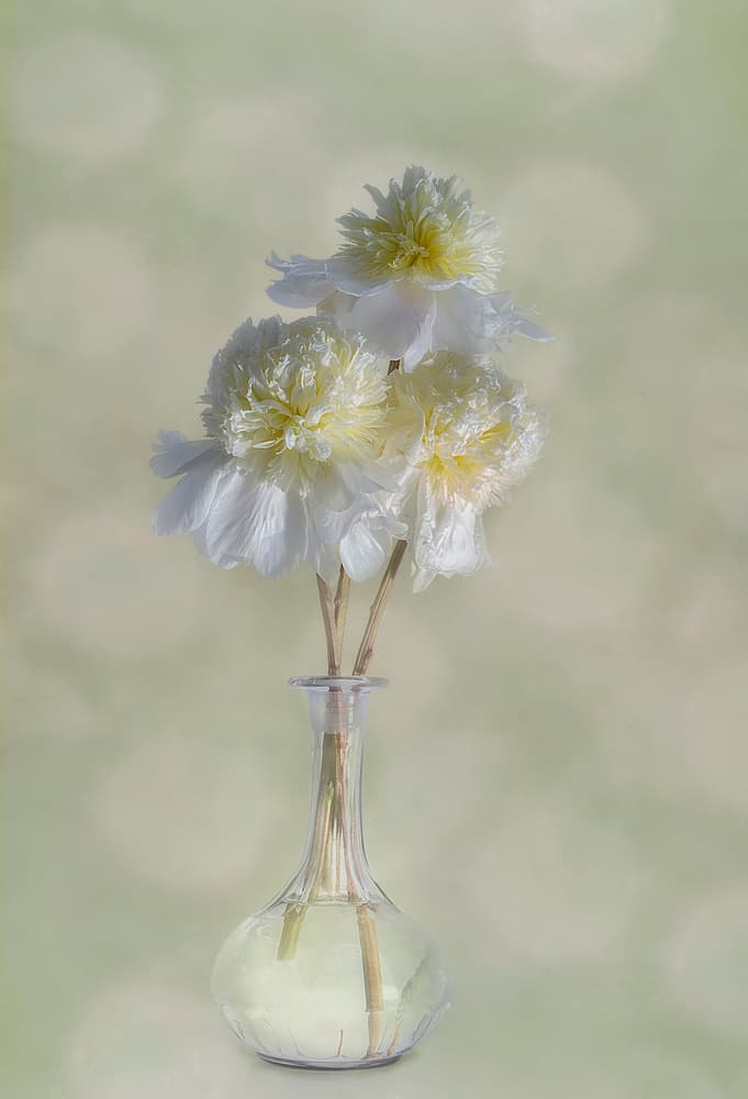 Elegant White Blooms by Gaille Gray — canvas wall art