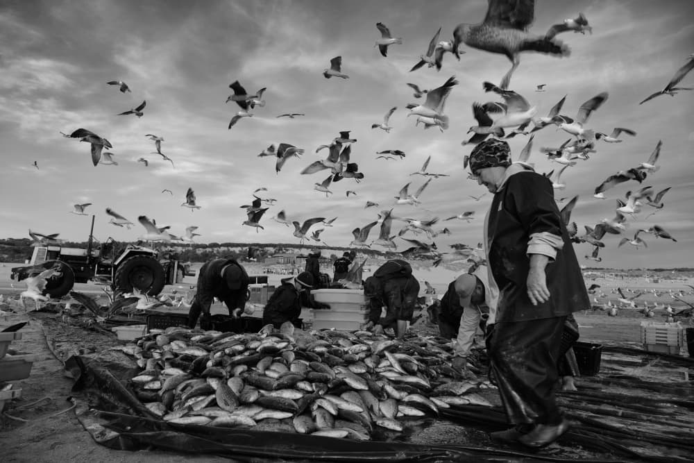 Fishermen's Coastal Catch by Josefina Melo — canvas wall art