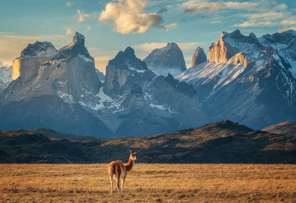 Patagonian Guanaco Mountains by Antoni Figueras — canvas wall art