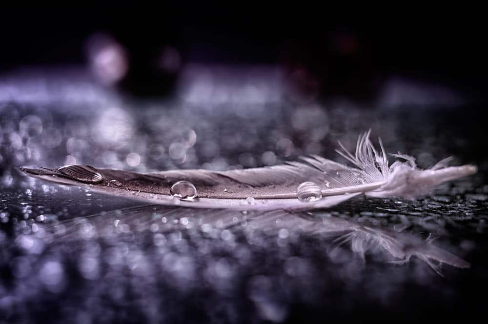 Glistening Feather Reflection by Alessandro Fabiano — canvas wall art