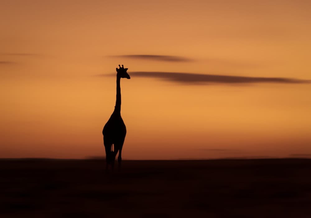 Giraffe at Golden Sunset by Anita Singh — canvas wall art