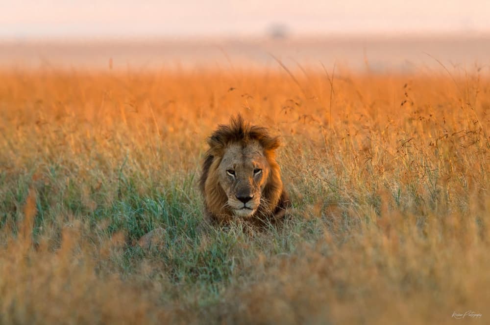 African Lion Golden Hour by Roshkumar — canvas wall art