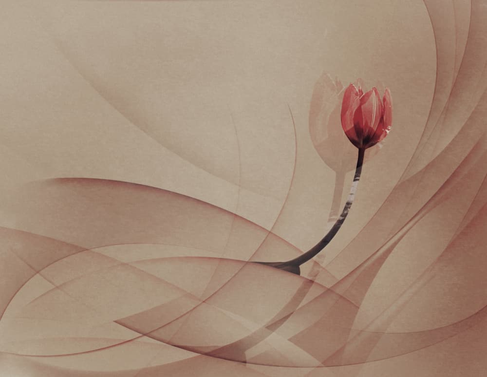 Dreamy Red Tulip by Desislava Ignatova — canvas wall art