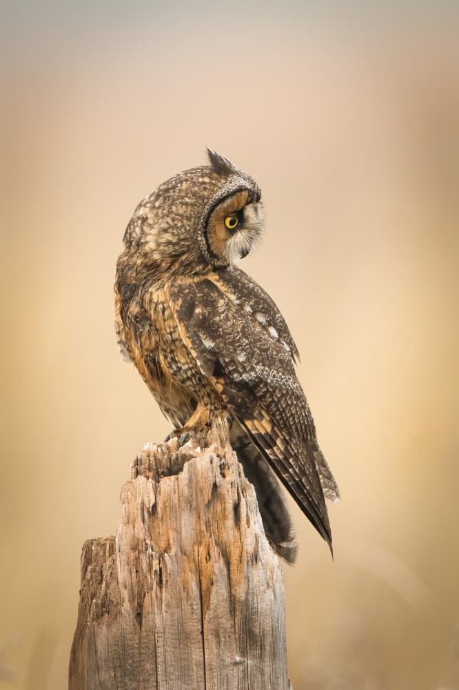 Long-Eared Owl Perch by Bill Lu — canvas wall art
