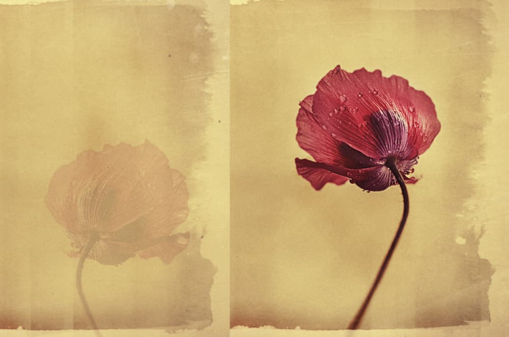 Vintage Poppy Dream by Desislava Ignatova — canvas wall art