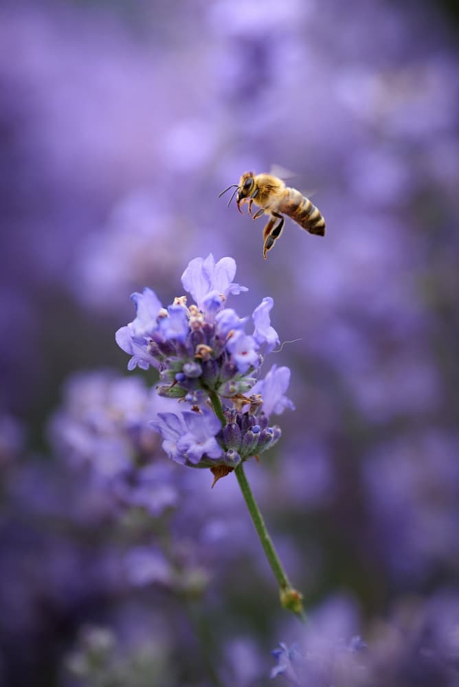 Flying Bee Lavender by Andrii Kazun — canvas wall art