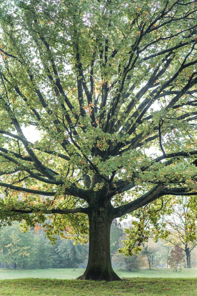 Majestic Park Tree by Photolovers — canvas wall art