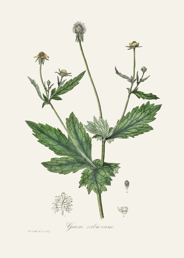 Wood Avens (geum Urbanum)  Medical Botany by John Stephenson and James Morss Churchill — canvas wall art