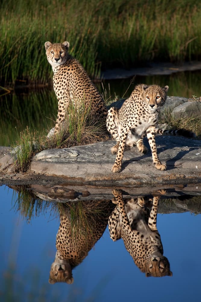 Cheetahs Reflecting Duo by Alessandro Catta — canvas wall art