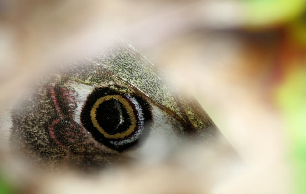 Butterfly Eyespot Detail by Jimmy Hoffman — canvas wall art