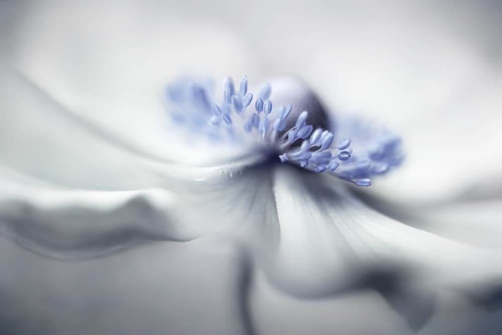 Anemone spirit by Mandy Disher — canvas wall art