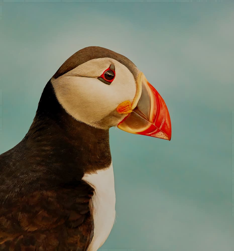 Colorful Puffin Profile by Stuart Williams — canvas wall art