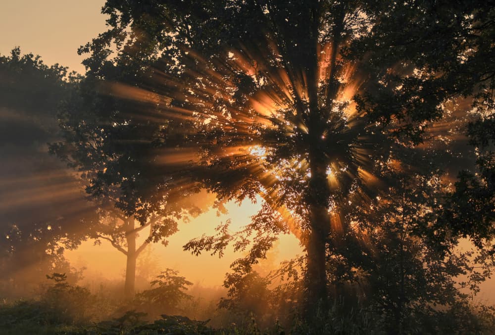 Misty Golden Sun Rays by Peter Schade — canvas wall art