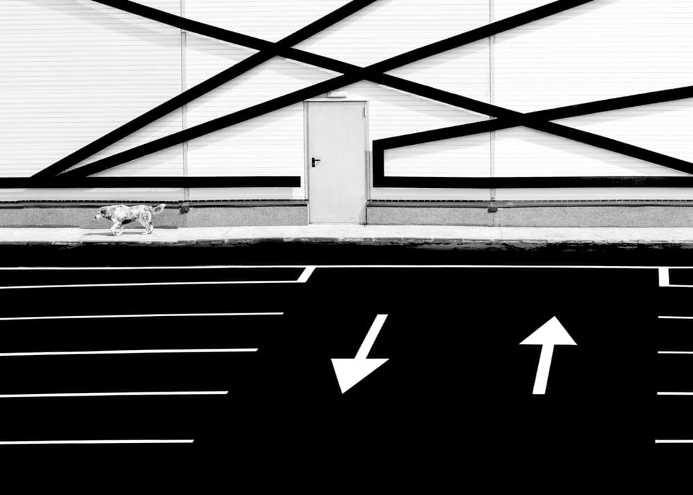 Dog and Graphic Lines by Eyal Amer — canvas wall art