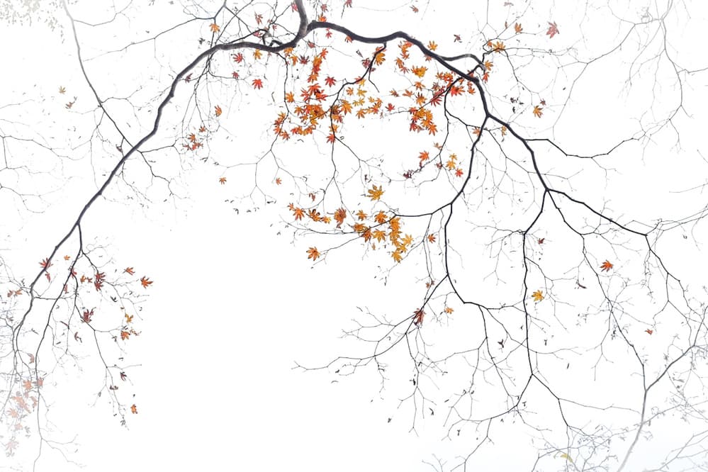 Delicate Autumn Branches by Hideto Morimatsu — canvas wall art