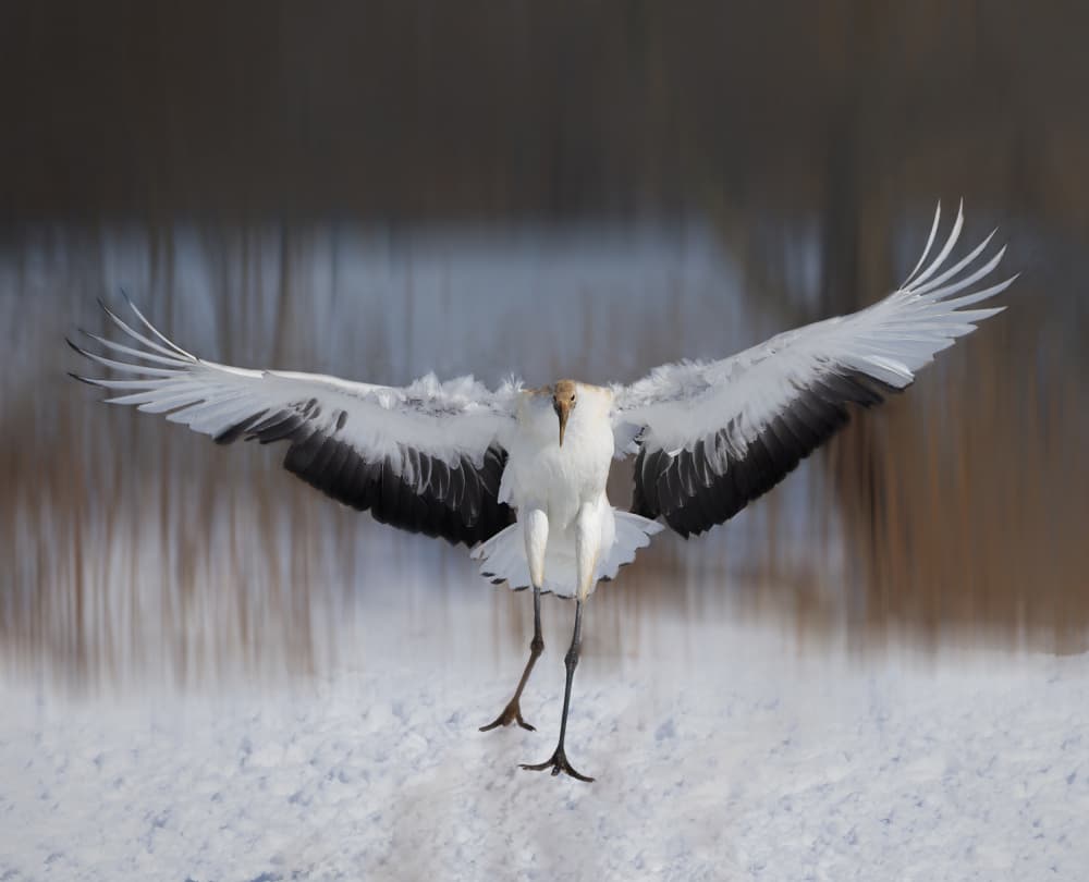 Red-crowned Crane Landing by Yi Pan — canvas wall art