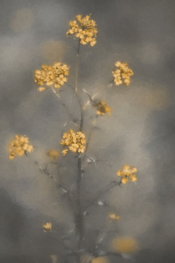 Dreamy Yellow Flowers by Cicek Kiral — canvas wall art